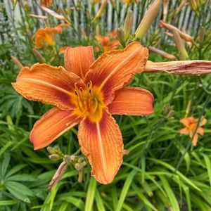 Meet your Posher, Caryl